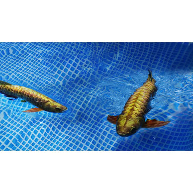 Robosea ROBOLAB-GL Robotic Fish swimming together.