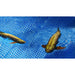 Robosea ROBOLAB-GL Robotic Fish swimming together.