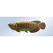 Robosea ROBOLAB-GL Robotic Fish side view.