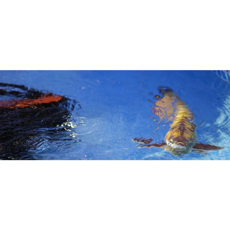 Robosea ROBOLAB-GL Robotic Fish swimming at water's surface.